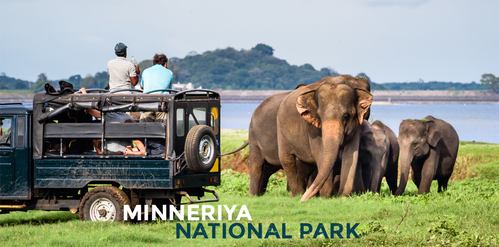 Elephants-in-Minneriya-National-Park-Looksrilanka