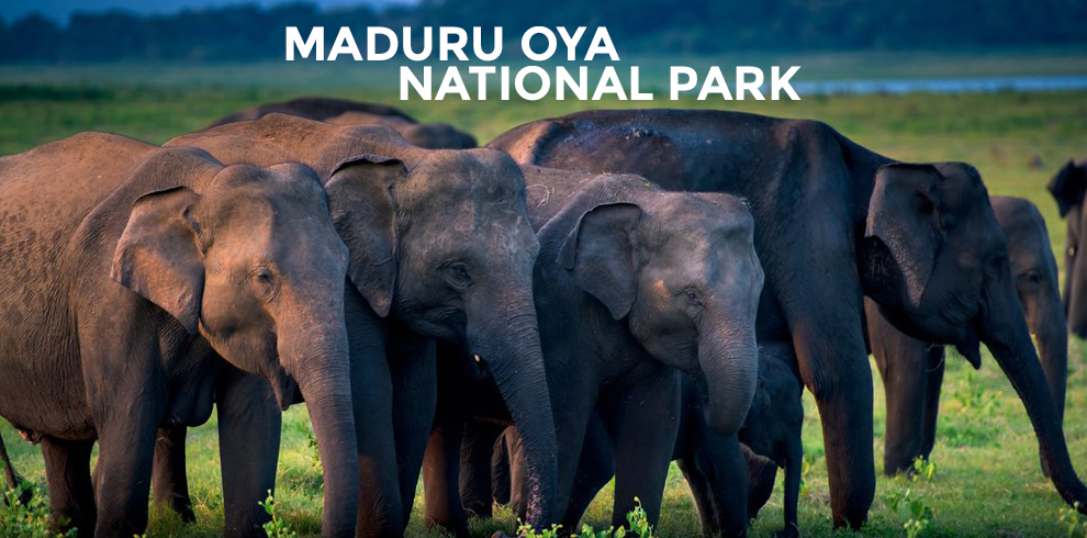 Maduru Oya National Park-looksrilanka