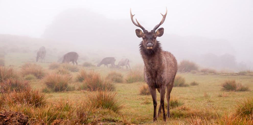 Horton-Plains-National-Park-003 – Looksrilanka