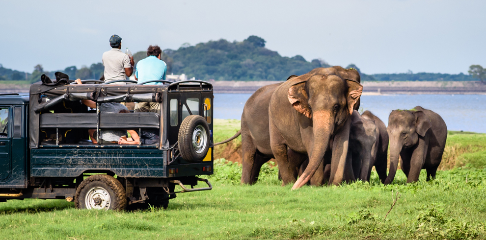 Minneriya National Park – Looksrilanka 003