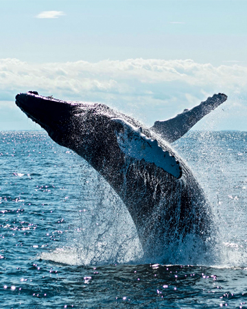 Dolphin & Whale Safari