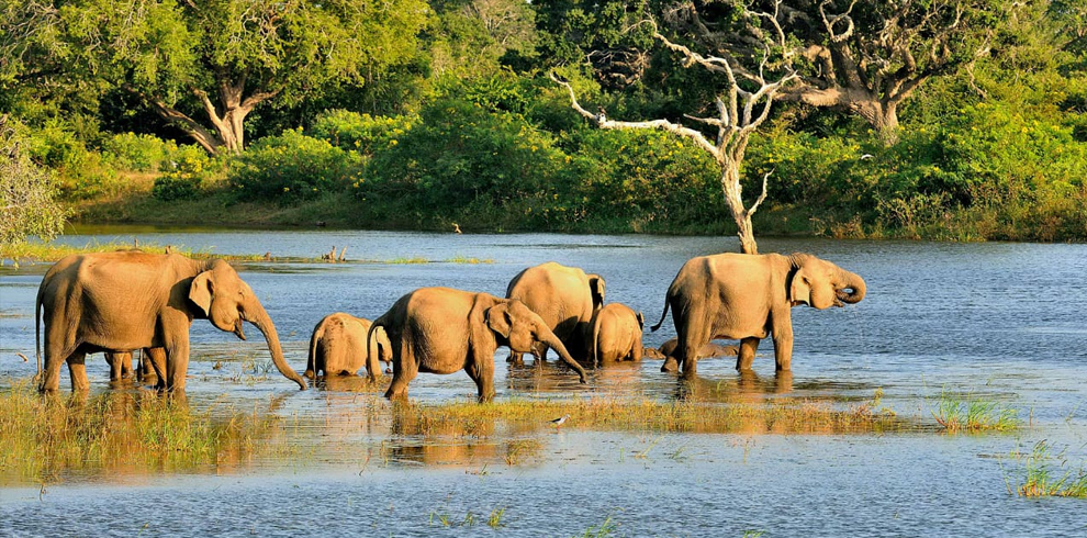 Bundala National Park