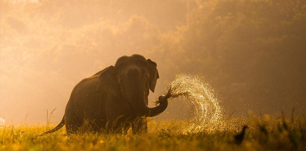 Minneriya National Park