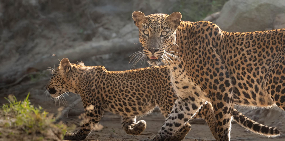 Yala National Park