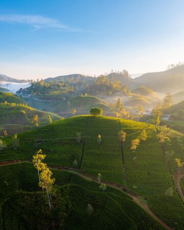 Tea Plantations